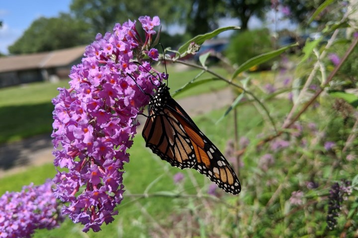 A monarch butterfly feeding on a lilac flower