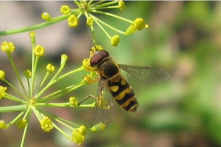  A hover fly feeding on the pollen of a small yellow flower