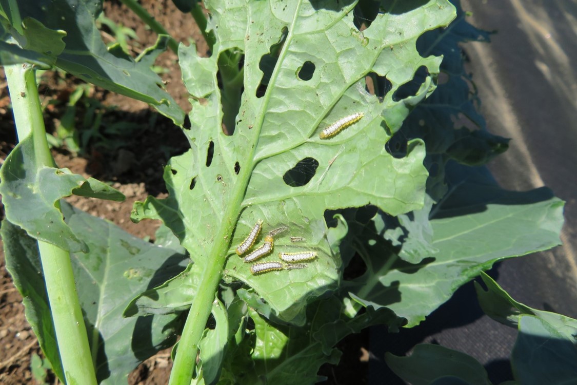 Insect pests consuming a leaf