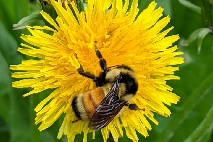  A tricolored bumblebee feeding on a dandelion