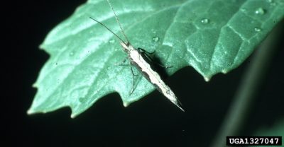 diamondback moth (Plutella xylostella)