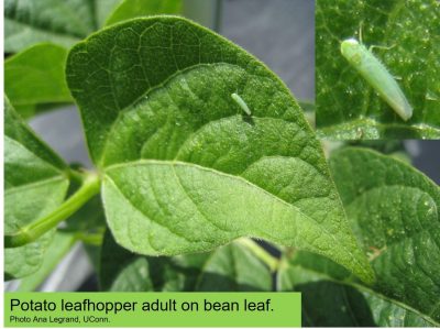 Potato leafhopper adult on bean leaf