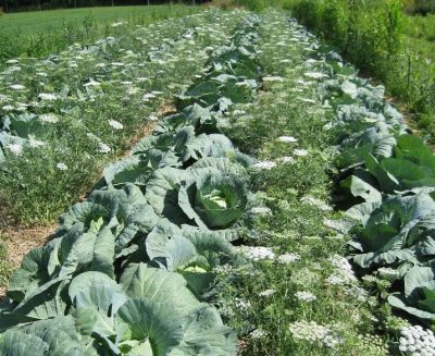 Field of vegetable crops