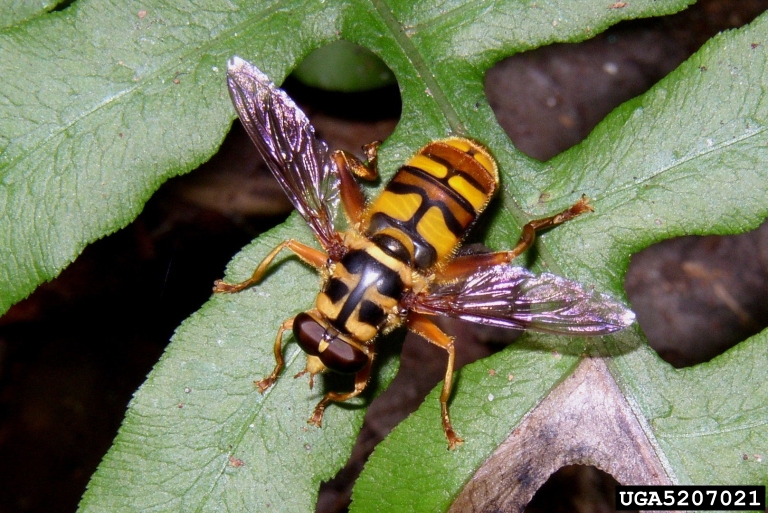 Yellowjacket Hoverfly