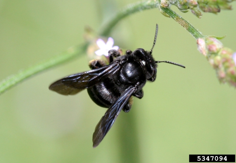 long-horned bees (Melissodes bimaculata)