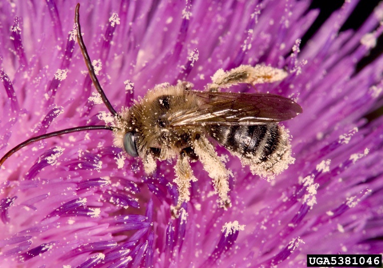 long-horned bees (Melissodes sp.)