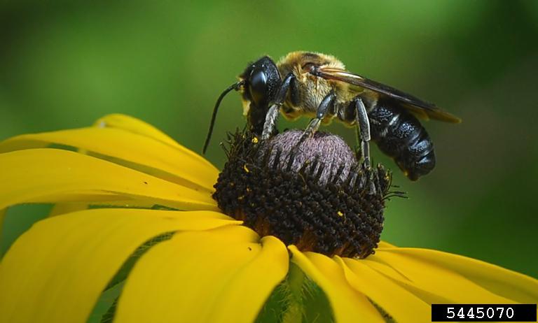 giant resin bee (Megachile sculpturalis)