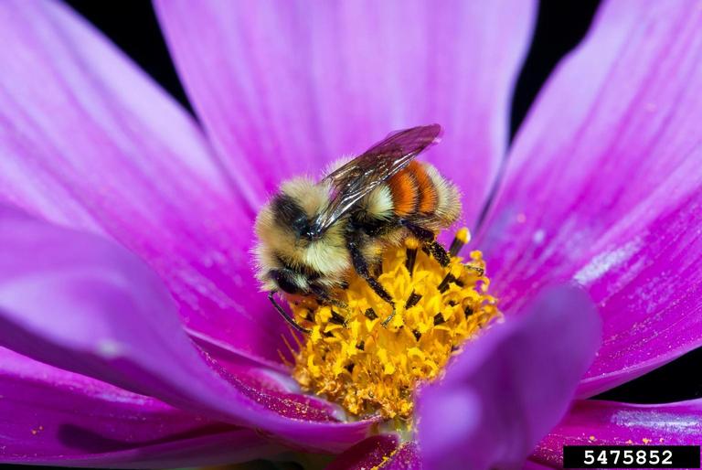 Bumble bee on flower