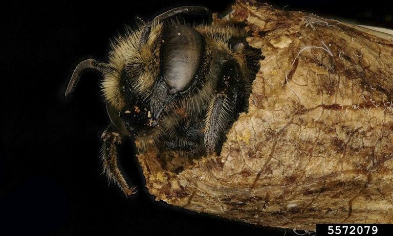 alfalfa leafcutting bee (Megachile rotundata)