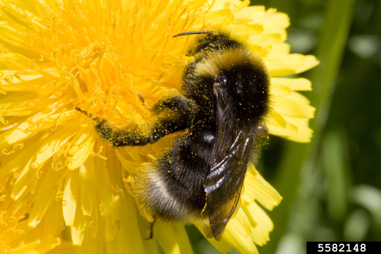 cuckoo bumble bees (Bombus norvegicus)