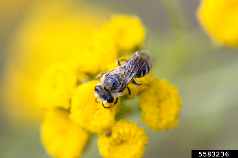 Megachilid bee