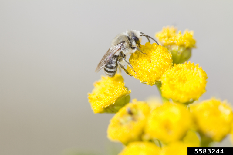 Plasterer bee