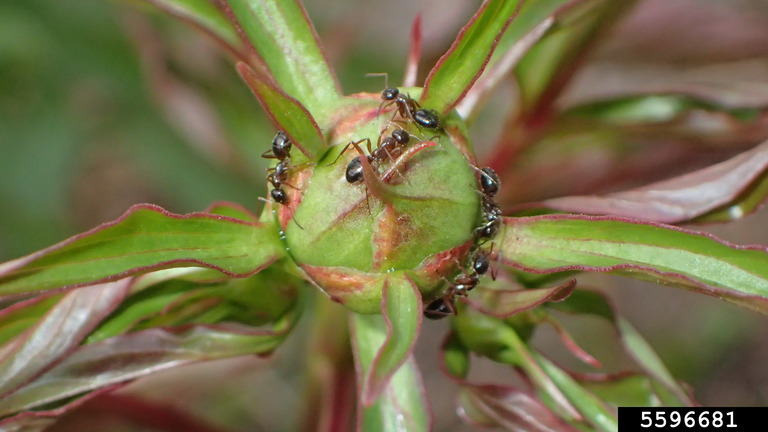 Ants on flower