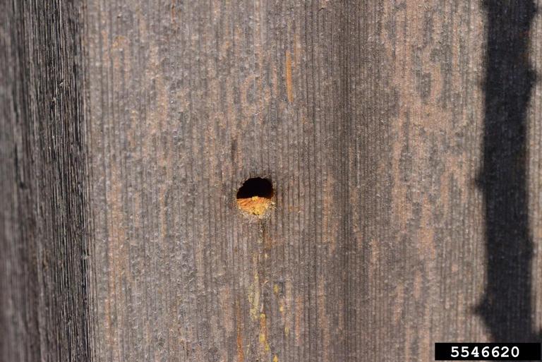 Carpenter bee hole