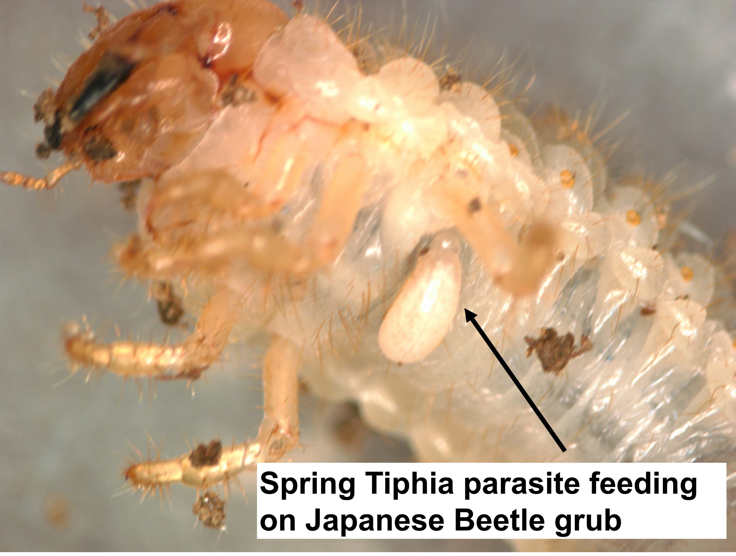 Early instar Spring Tiphia with label