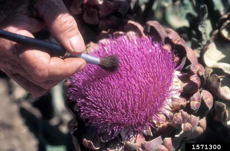 Pollinating Artichoke