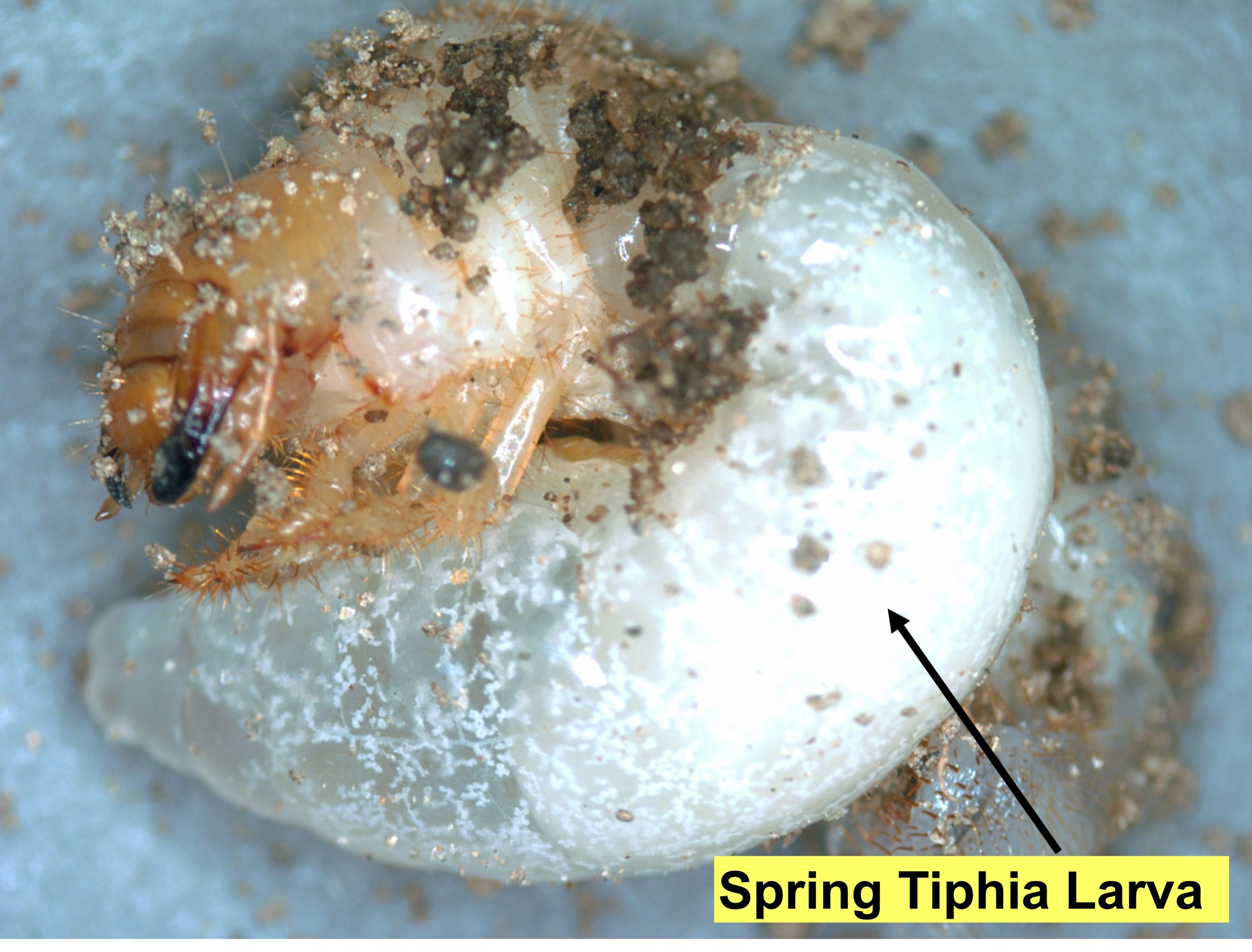Late instar Spring Tiphia with label
