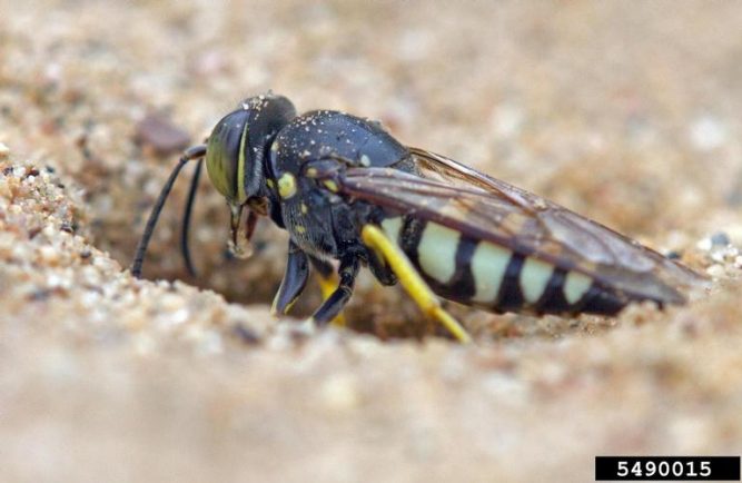 Sand Wasp