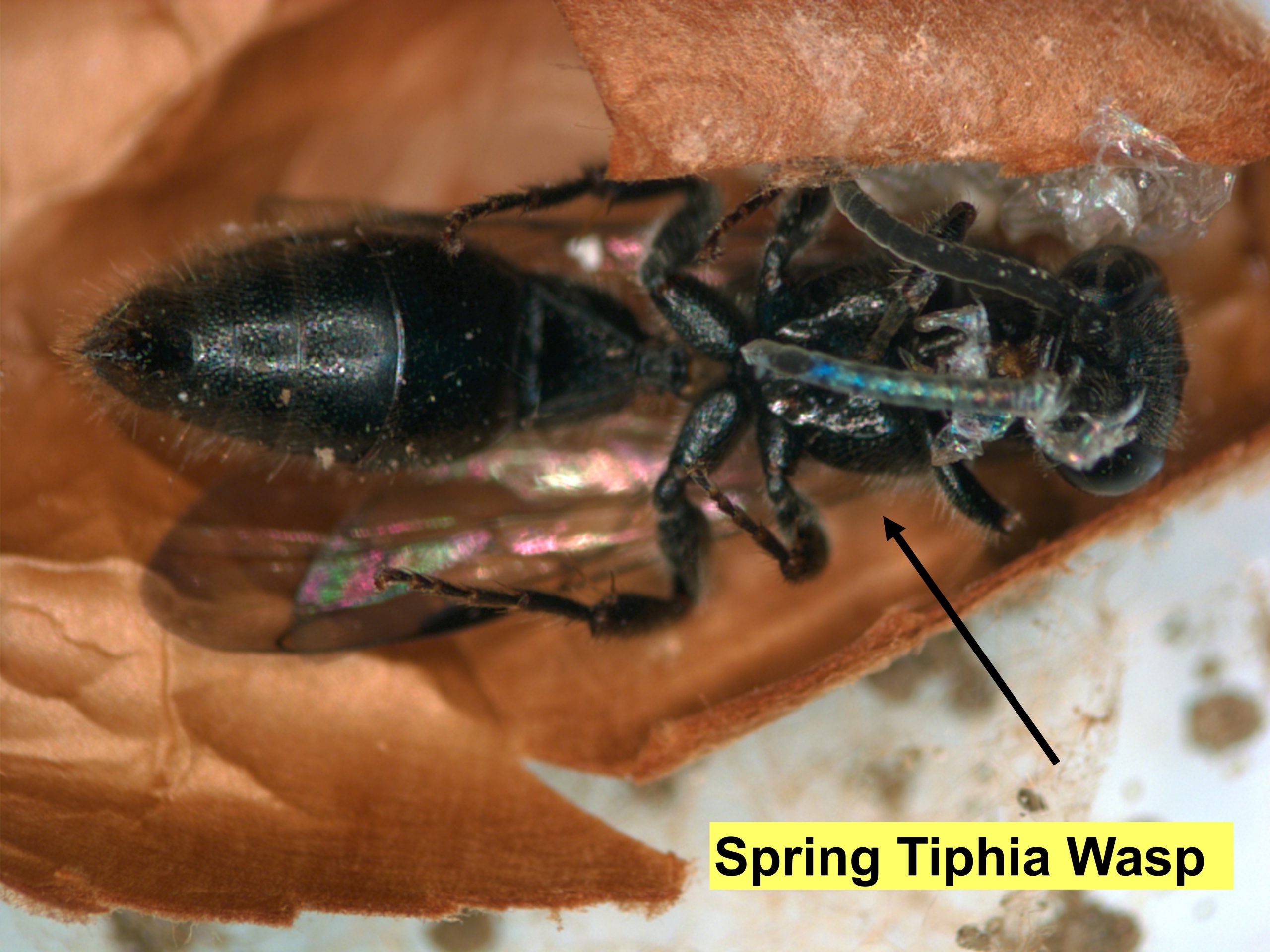 Spring Tiphia adult with label