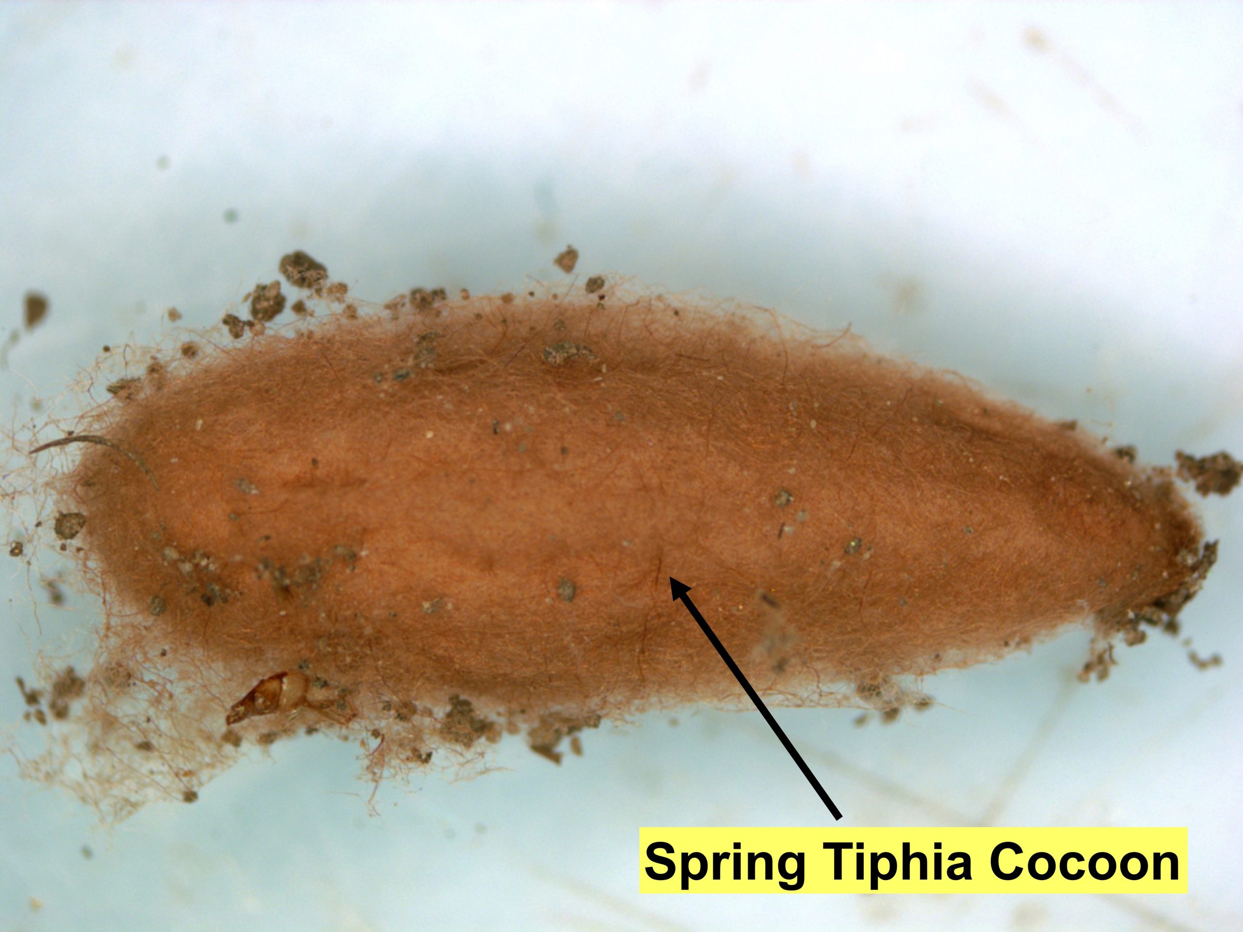 Spring Tiphia cocoon with label