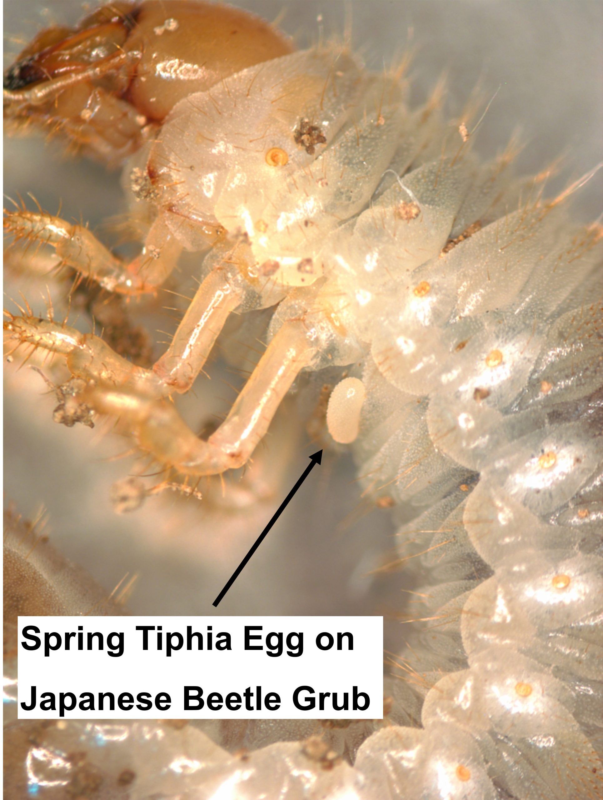 The Spring Tiphia: a natural enemy of the Japanese beetle | IPM ...