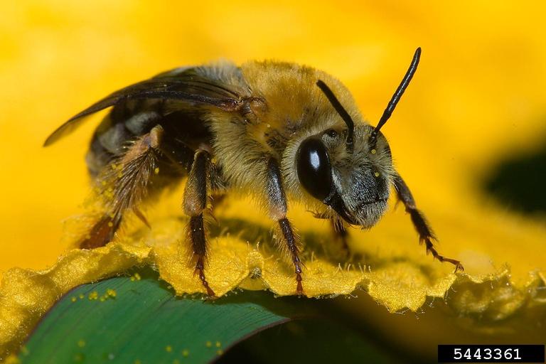 Squash Bee on Flower