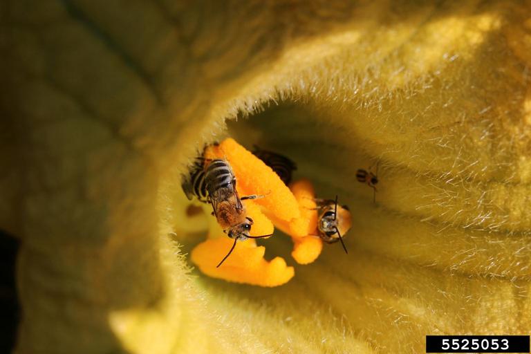 Two Quash bees in flower