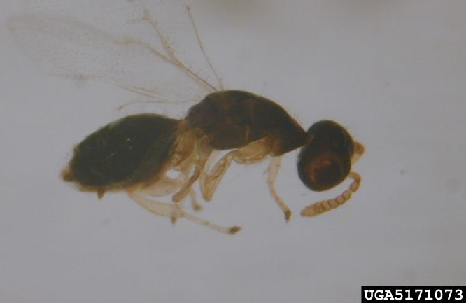 Fig Wasp