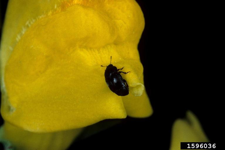 Beetle on flower