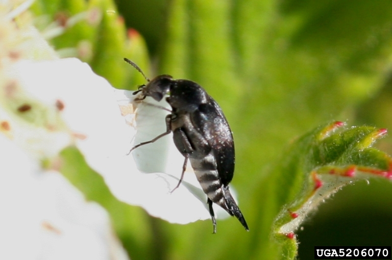 Beetle on flower