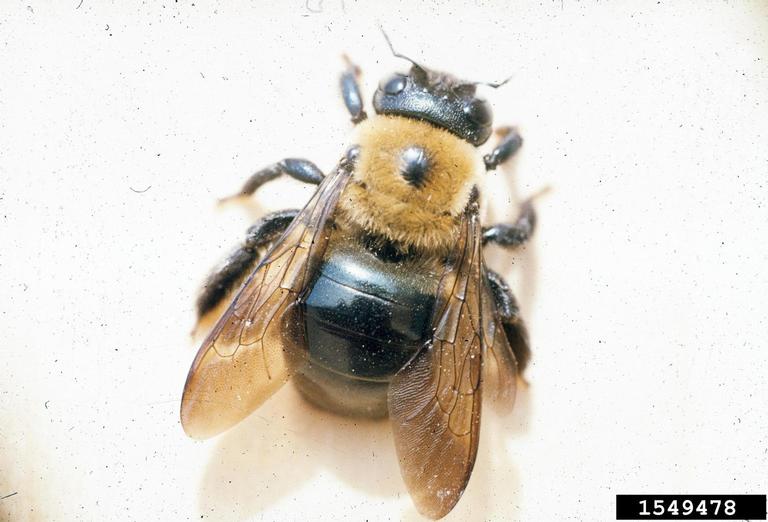 Carpenter Bee