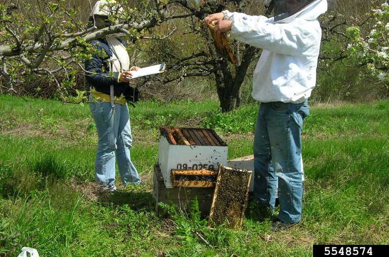 Examining Beehive