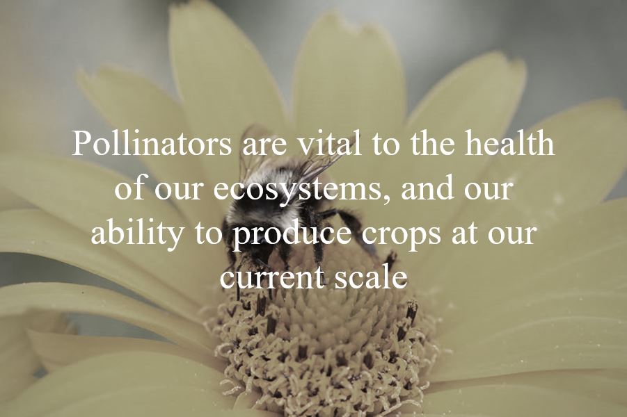 Pollinator Banner 1