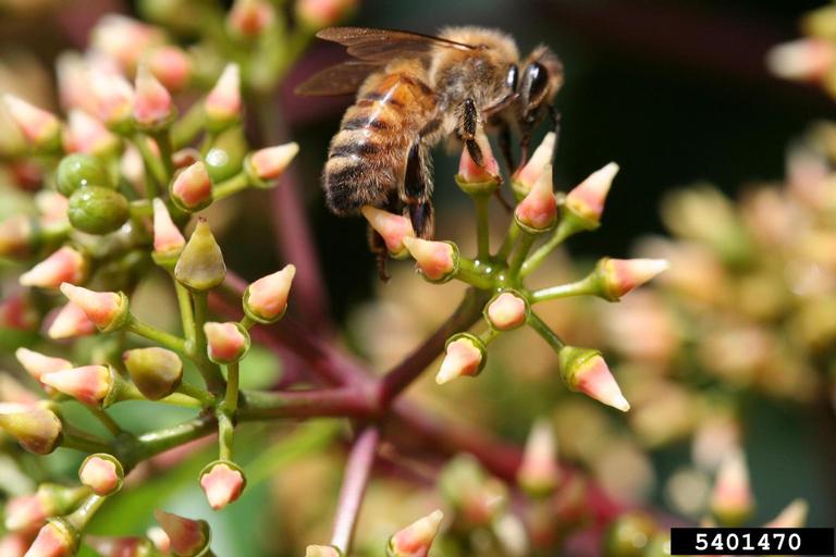 Honey Bee on Flower