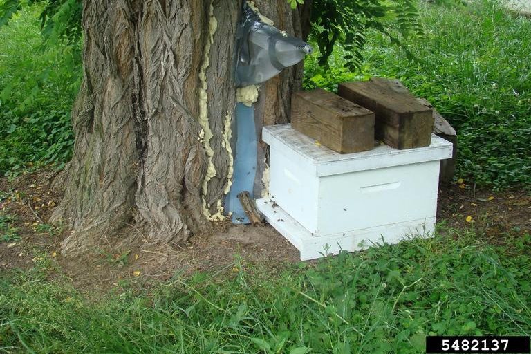 Honey bee box