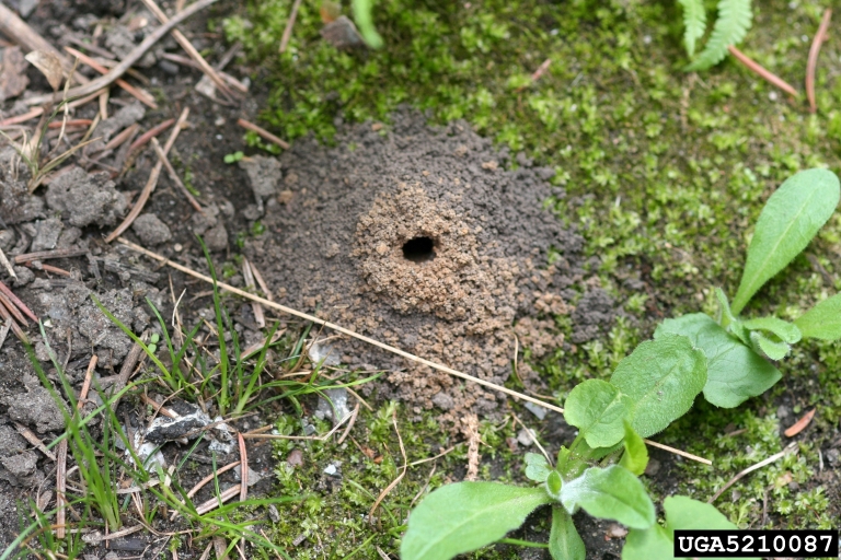 Mining Bee hole