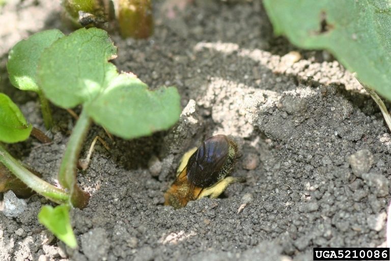 Mining Bee digging