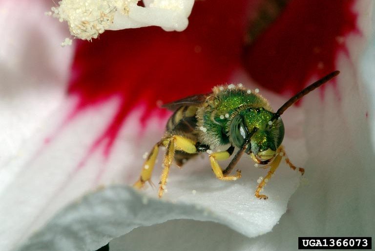 Sweat bee on flower