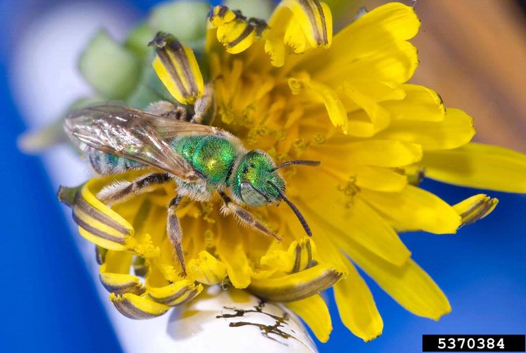 Sweat bee on flower